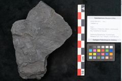 Foto (Objekt + Etikett) von Callipteris sp.  (NHMW-GEO-2024-0188-10911)